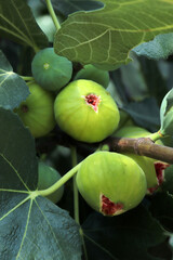 Ripe figs fruit on branches, close up