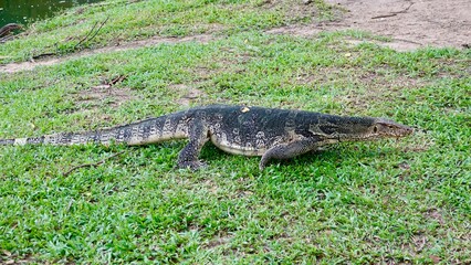 Waran, thailändische Großechse