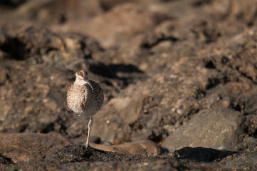 Eurasian whimbrel Numenius phaeopus sleeping. Maspalomas. San Bartolome de Tirajana. Gran Canaria. Canary Islands. Spain.