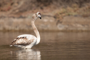 Juvenile greater flamingo Phoenicopterus roseus opening its beak. Vargas. Aguimes. Gran Canaria. Canary Islands. Spain.