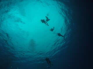 Diving on the reefs of Palau which is a‘bucket list’ diving destination. Some of the must-visit dive sites in Palau are the Blue Corner and the German Channel．