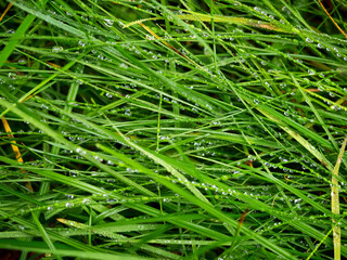 Fototapeta na wymiar wet fresh green grass covered with water drops or dew, close up photo