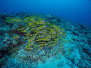 Fototapeta na wymiar Diving on the reefs of Palau which is a‘bucket list’ diving destination. Some of the must-visit dive sites in Palau are the Blue Corner and the German Channel．