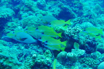 Diving on the reefs of Palau which is a‘bucket list’ diving destination. Some of the must-visit dive sites in Palau are the Blue Corner and the German Channel．