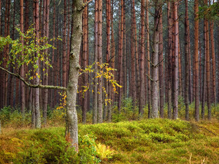 loneliness deciduous tree in a pine tree forest