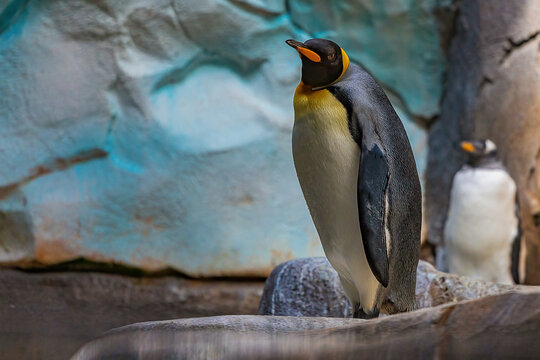 Pinguin 