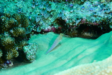 Diving on the reefs of Palau which is a‘bucket list’ diving destination. Some of the must-visit...