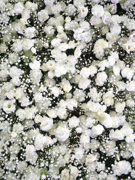 かすみ草 Images Browse 5 044 Stock Photos Vectors And Video Adobe Stock