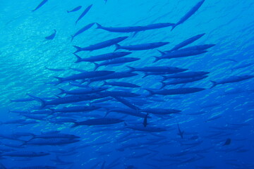 Diving on the reefs of Palau which is a&lsquo;bucket list&rsquo; diving destination. Some of the must-visit dive sites in Palau are the Blue Corner and the German Channel．