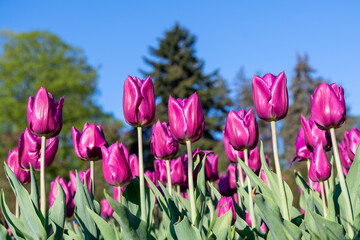 Many buds of dark purple blossoming tulips in the garden. Flowerbed with pink tulips in spring