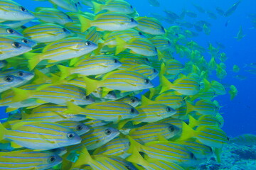 Diving on the reefs of Palau which is a‘bucket list’ diving destination. Some of the must-visit dive sites in Palau are the Blue Corner and the German Channel．
