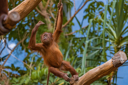 Orang-Utan Junges