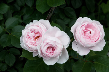 三つの薄いピンクのバラの花