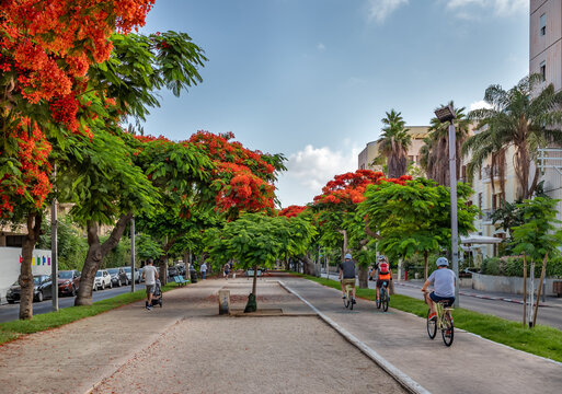 Royal Poinciana ( Delonix regia) trees blooming at Boulevard Rothschild in Tel Aviv.