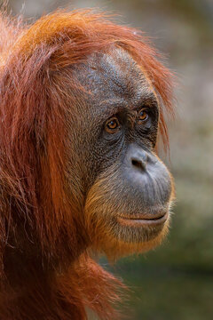 Orang-Utan Portait
