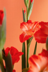 Vertical coral flower greeting card with red blooming gladioluses. Studio shot, soft selective focus.