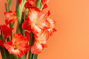 Orange gradient gladiolus flowers isolated on orange background with some blank space for your design. Holiday greeting card.