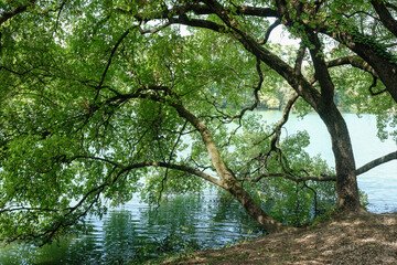 Un arbre au bord d'un lac avec ses branches et ses feuilles qui touchent l'eau.
