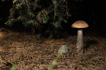 Close up of single Leccinum  mushroom in the wild Empty space for text