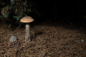 Close up of single Leccinum  mushroom in the wild Empty space for text