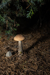 Close up of single Leccinum  mushroom in the wild Empty space for text