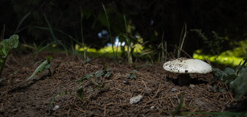 Close up of single Lactifluus vellereus mushroom in the wild Empty space for text