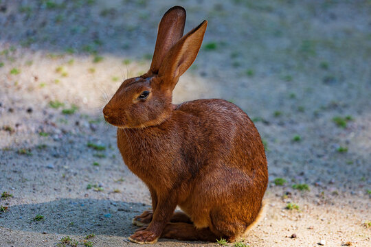 Hase