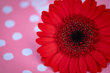 velvety, red gerbera daisy on a pink spotted surface