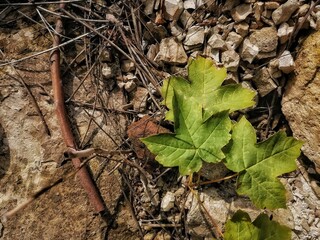 leaves on the ground