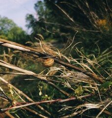Snail on a branch
