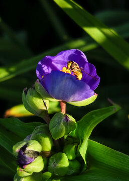 purple tradescantia blooms in a flower garden. cultivation of flowers concept