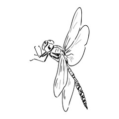 dragonfly black and white sketch with delicate wings vector illustration black and white sketch