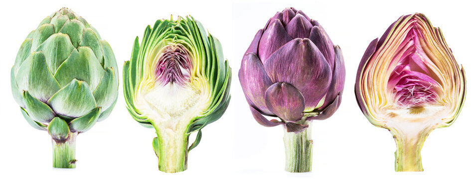 Purple and green artichoke flowers and artichoke cross cuts. Edible bud isolated on white background.