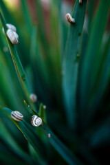 Snails on grass