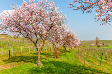 Fototapeta premium Mandelbaumblüte (Prunus dulcis), Frühling in der Südpfalz