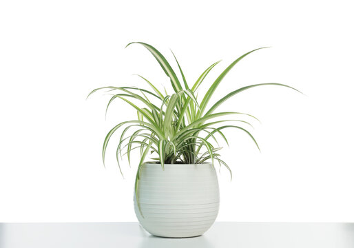 Beautiful Chlorophytum plant in pot isolated on white. House decor