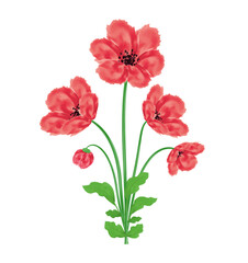 Poppy flowers bouquet Watercolor design element Vector illustration for Remembrance Day, Anzac Day Isolated on white background