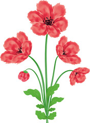 Poppy flowers bouquet Watercolor design element Vector illustration for Remembrance Day, Anzac Day