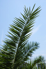 Fototapeta premium Beautiful green tropical leaves against blue sky
