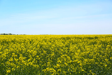 Obraz premium Beautiful view of blooming rapeseed field on sunny day