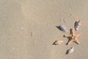 Beautiful starfish and sea shells on sandy beach, flat lay. Space for text