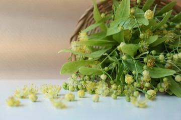 Overturned wicker basket with beautiful linden blossoms and green leaves on white table, closeup. Space for text