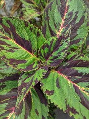 Close up of Solenostemon, commonly known coleus, houseplant with beautiful leaves color