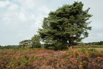 Fototapeta premium Morning walk over Common