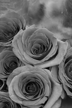 Beautiful rose flower in black and white monochrome.