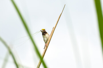 Black-breasted weaver bird sitting on dry sticks during the breeding season, Selective focused