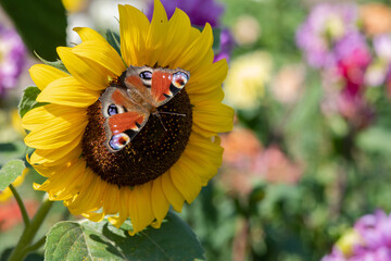 Peacock butterflies sit on a sunflower and collect nectar on flowers on a summer day 