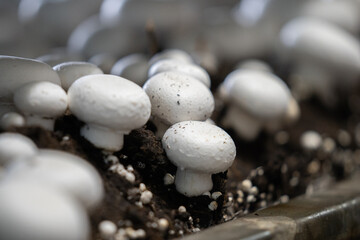 Champignons growing on a mushroom farm