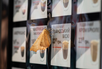 Naklejka na ściany i meble Nice butterfly oak hawk moth sitting on coffee machine with text on ukrainian language 