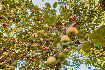 Fresh apples growing on the branches of the tree. In the background is a blue sky with cirrus clouds. Harvesting from frect trees. Selective selective focus